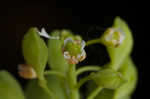 Roadside pennycress 